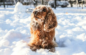 Hond Sneeuw